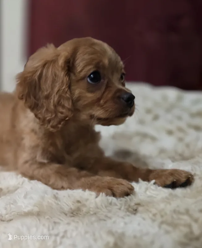 Zane – Cavapoo puppy for sale in Albany, OR