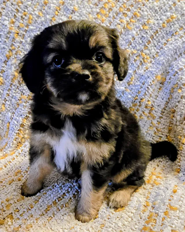 Wilma – Aussalier puppy for sale in Albany, OR