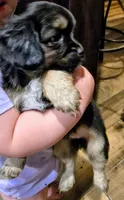 Wilma, a female Aussalier for sale in Albany, OR – 2 of 4