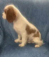 Jax, a male Cavalier King Charles Spaniel for sale in Albany, OR – 2 of 3