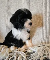 Hank, a male Havapoo for sale in Albany, OR – Photo 2 of 3