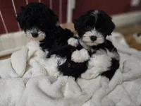 Hank, a male Havapoo for sale in Albany, OR – Photo 3 of 3