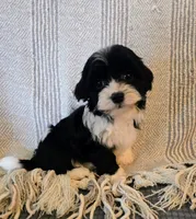 Hank, a male Havapoo for sale in Albany, OR – Photo 1 of 3