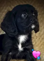 Mikey, a male Cavapoo for sale in Albany, OR – 1 of 1