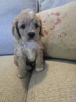 Erin, a female Cavapoo for sale in Albany, OR – 2 of 2