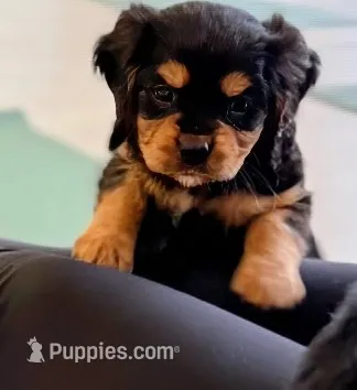 Mikey – Cavapoo puppy for sale in Albany, OR