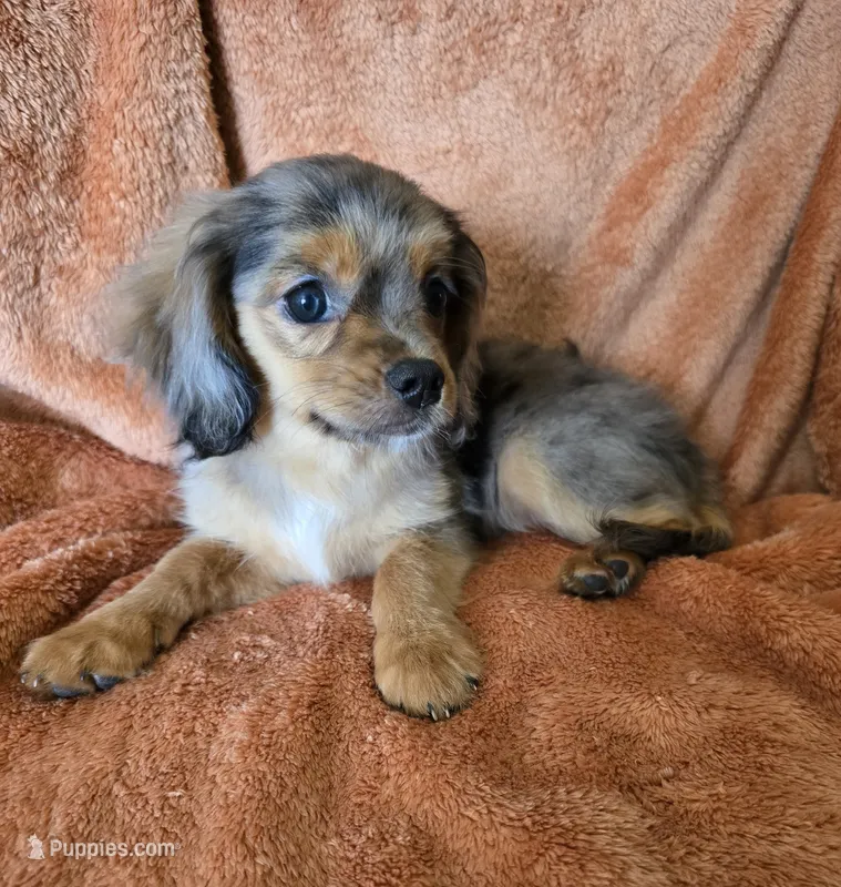 Wilma – Aussalier puppy for sale in Albany, OR