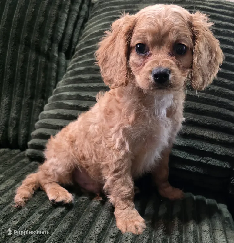 Zac – Cavapoo puppy for sale in Albany, OR