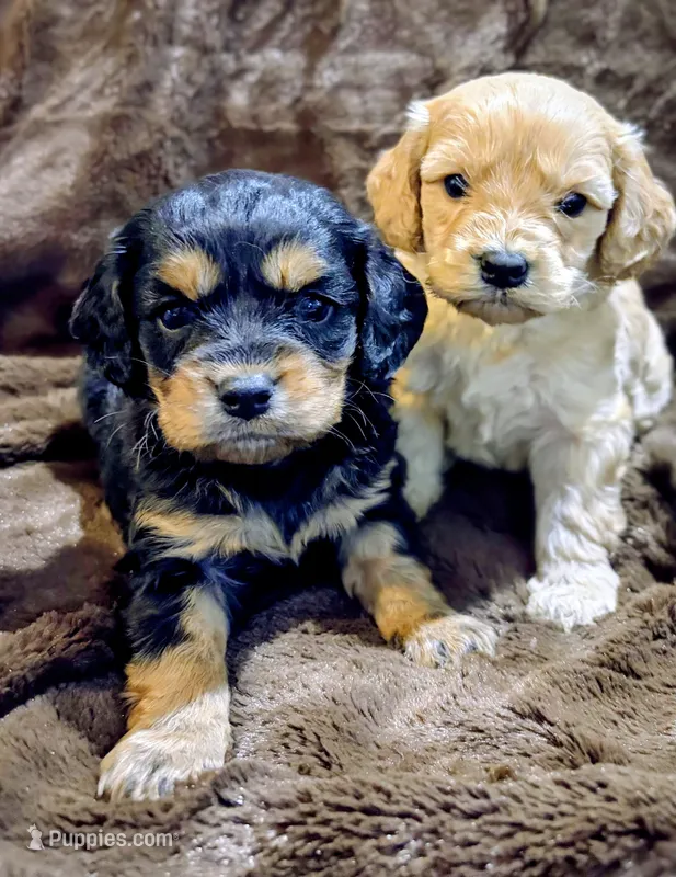 Winnie – Cavapoo puppy for sale in Albany, OR