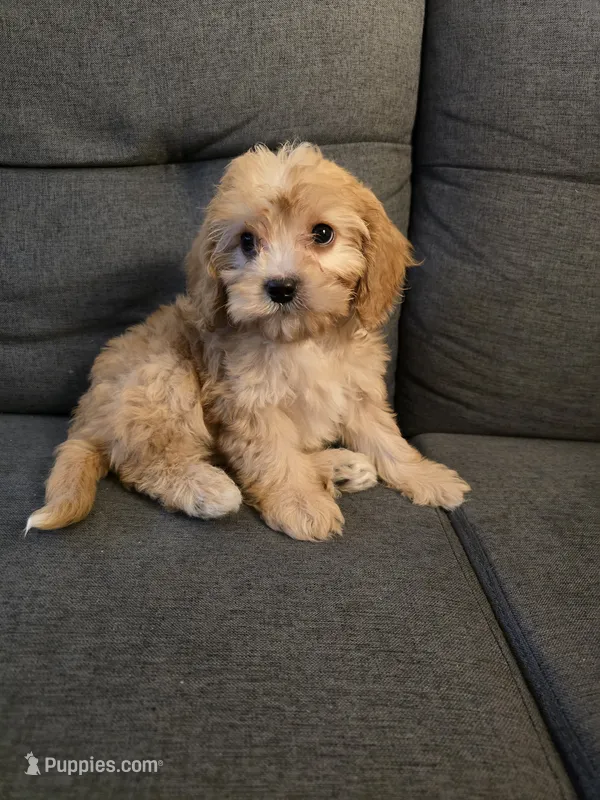 Lance – Cavapoo puppy for sale in Albany, OR