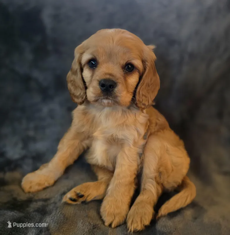 Josh – Cavapoo puppy for sale in Albany, OR