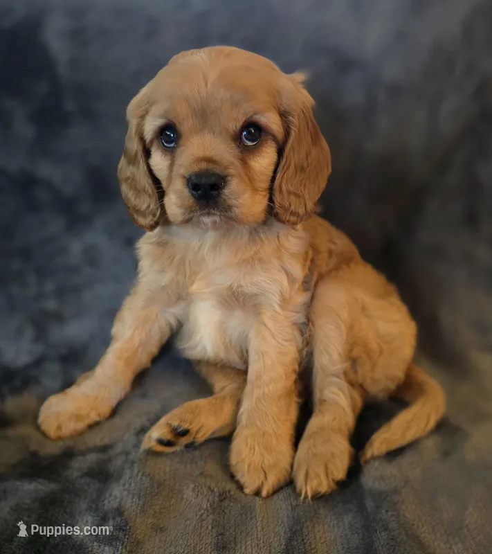 Josh – Cavapoo puppy for sale in Albany, OR