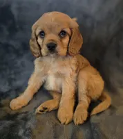 Josh, a male Cavapoo for sale in Albany, OR – Photo 1 of 3