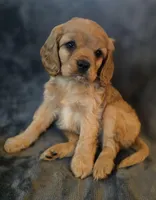 Josh, a male Cavapoo for sale in Albany, OR – Photo 3 of 3