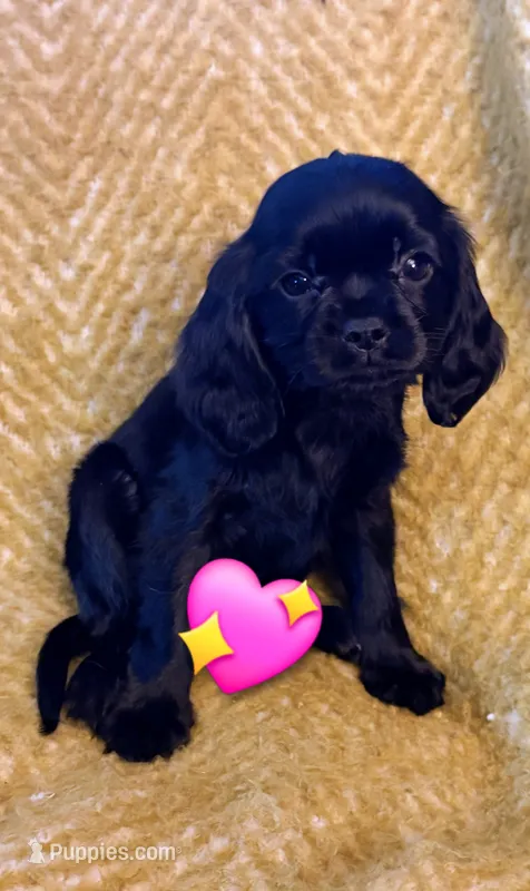 Mia – Cavapoo puppy for sale in Albany, OR