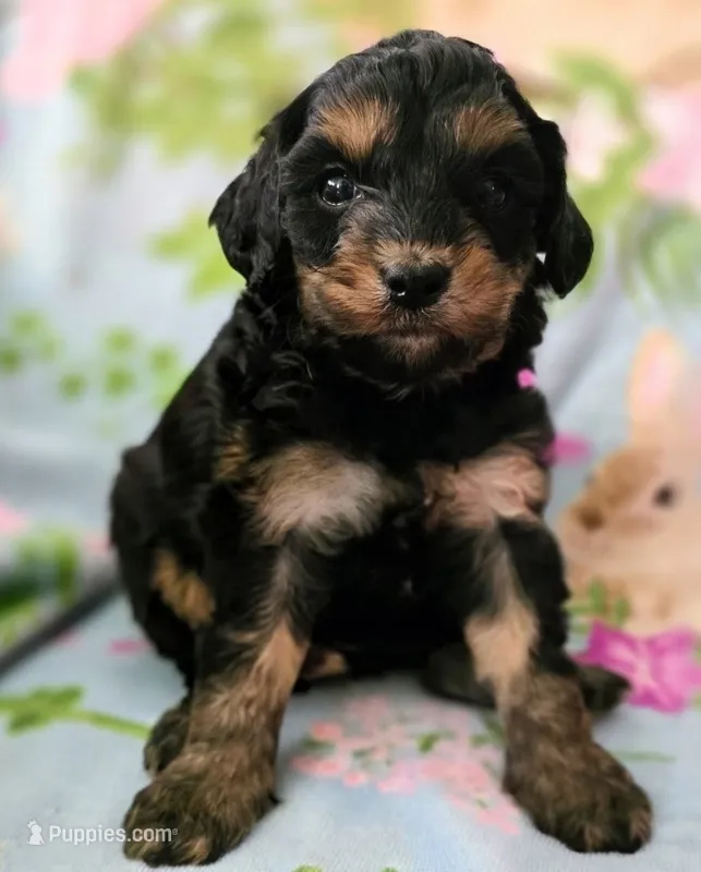 Tianna – Cavapoo puppy for sale in Albany, OR