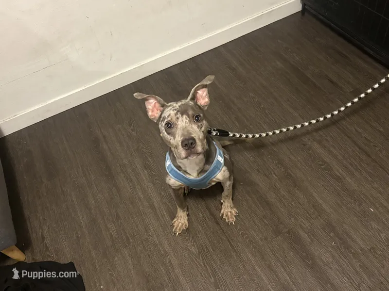 Kujo – American Pit Bull Terrier puppy for sale in Seattle, WA