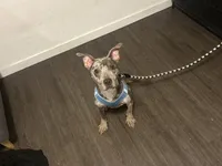 Kujo, a male American Pit Bull Terrier for sale in Seattle, WA – 1 of 4