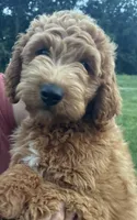 Jerry - F1B, a male Goldendoodle for sale in New Oxford, PA – 2 of 7