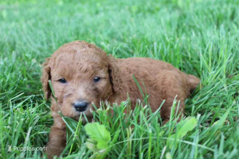Diamond , a female Goldendoodle for sale in New Oxford, PA – 1 of 5