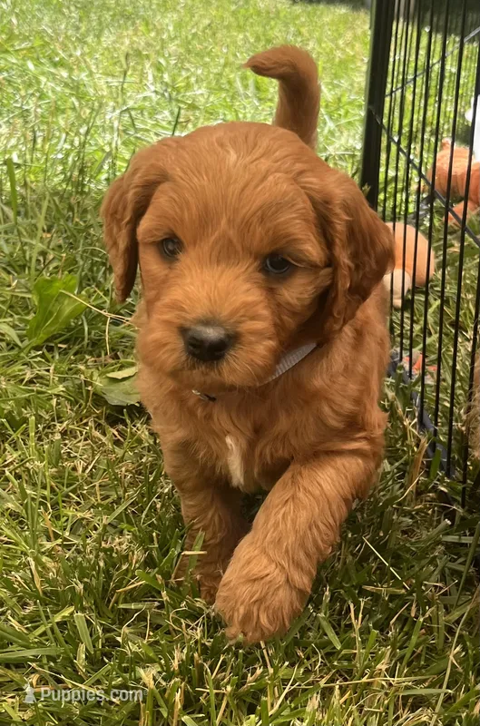 Jerry - F1B – Goldendoodle puppy for sale in New Oxford, PA