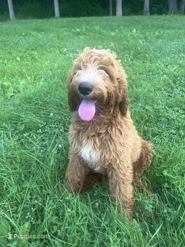 Snuggles - F1B – Goldendoodle puppy for sale in New Oxford, PA