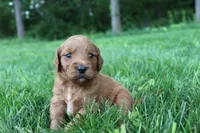 Jerry , a male Goldendoodle for sale in New Oxford, PA – 3 of 4