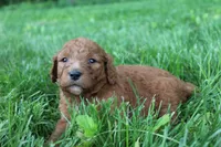 Diamond , a female Goldendoodle for sale in New Oxford, PA – 2 of 5