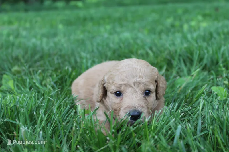 Lightning , a female Goldendoodle for sale in New Oxford, PA – 1 of 1