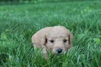 Lightning , a female Goldendoodle for sale in New Oxford, PA – 1 of 1