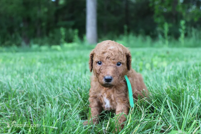 Tom - F1B – Goldendoodle puppy for sale in New Oxford, PA