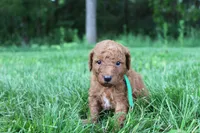 Tom - F1B, a male Goldendoodle for sale in New Oxford, PA – 1 of 1