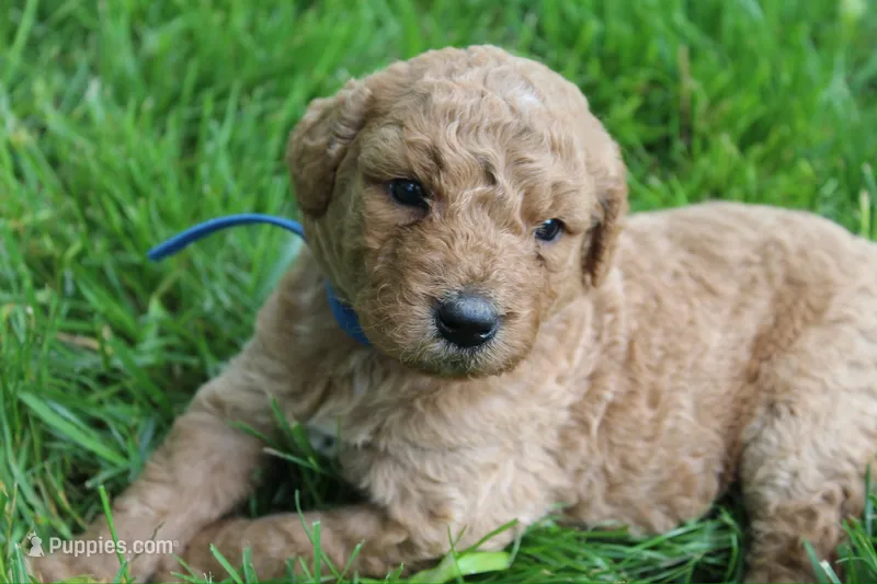Chloe - F1B  – Goldendoodle puppy for sale in New Oxford, PA