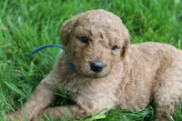 Chloe - F1B , a female Goldendoodle for sale in New Oxford, PA – 1 of 1