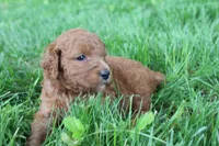 Diamond , a female Goldendoodle for sale in New Oxford, PA – 3 of 5