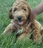 Jerry - F1B, a male Goldendoodle for sale in New Oxford, PA – 1 of 7