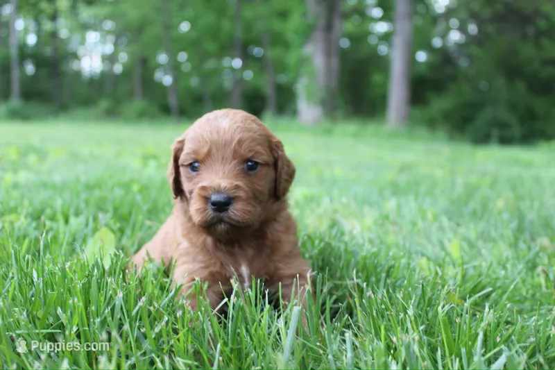 Jerry  – Goldendoodle puppy for sale in New Oxford, PA