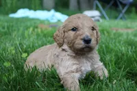 Gus Gus - F1B, a male Goldendoodle for sale in New Oxford, PA – 1 of 1