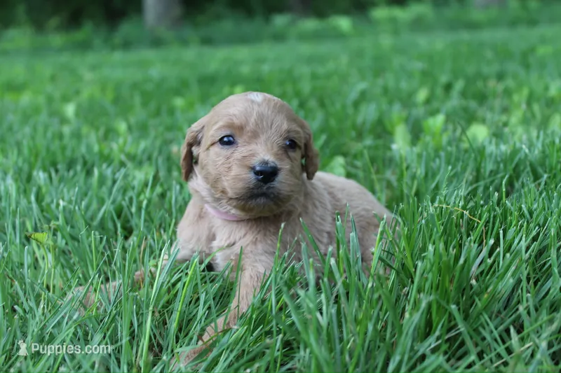 Little Lucy - F1B – Goldendoodle puppy for sale in New Oxford, PA