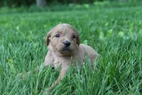 Little Lucy - F1B, a female Goldendoodle for sale in New Oxford, PA – 1 of 1