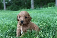 Jerry , a male Goldendoodle for sale in New Oxford, PA – 4 of 4