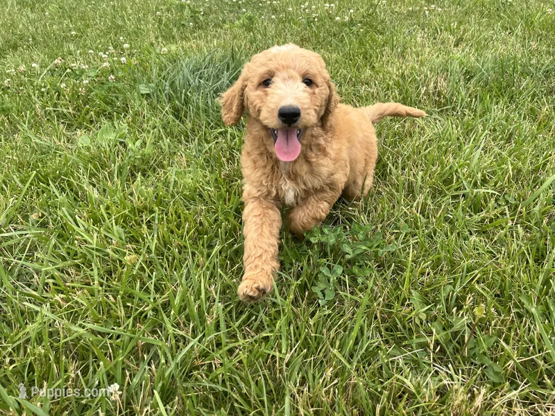 Lightning - F1B – Goldendoodle puppy for sale in New Oxford, PA