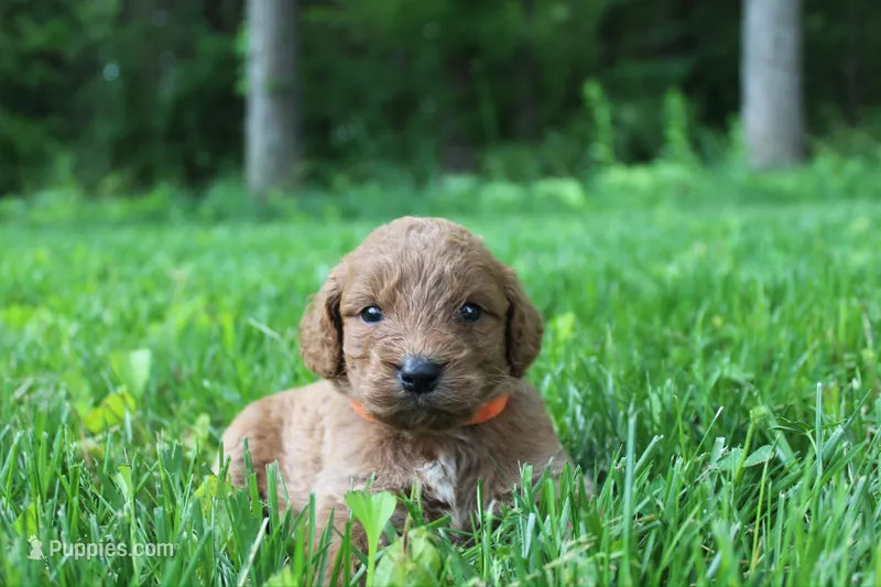 Lily - F1B – Goldendoodle puppy for sale in New Oxford, PA