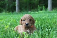 Lily - F1B, a female Goldendoodle for sale in New Oxford, PA – 1 of 1