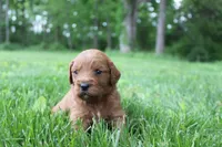 Jerry , a male Goldendoodle for sale in New Oxford, PA – 2 of 4