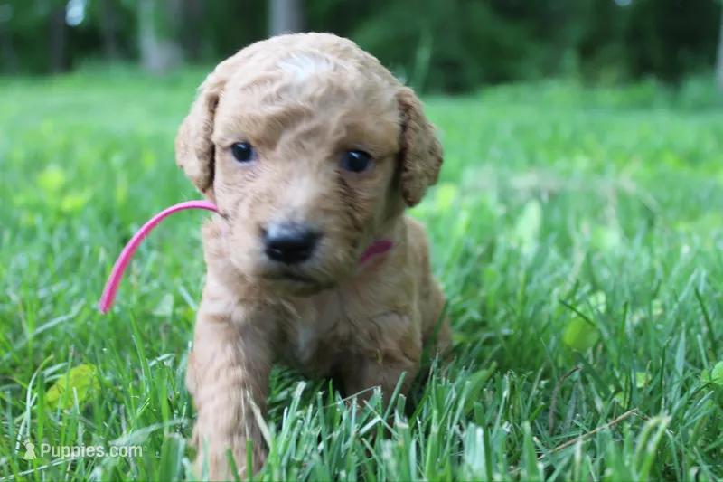 Goofy - F1B  – Goldendoodle puppy for sale in New Oxford, PA