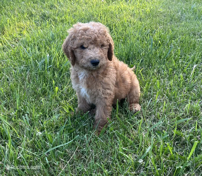 Violet - F1B – Goldendoodle puppy for sale in New Oxford, PA