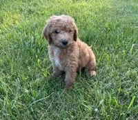 Violet - F1B, a female Goldendoodle for sale in New Oxford, PA – 1 of 3