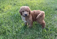 Violet - F1B, a female Goldendoodle for sale in New Oxford, PA – 3 of 3