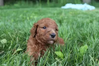 Diamond , a female Goldendoodle for sale in New Oxford, PA – 5 of 5